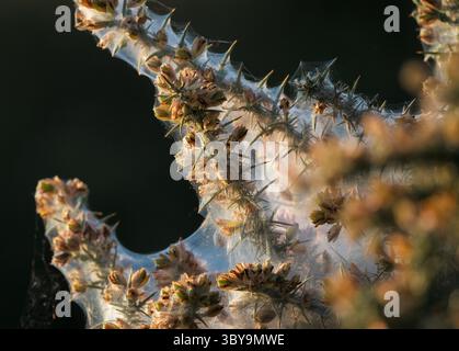A close-up of a gorse bush with yellow flowers encased in spider web backlit by the setting sun. England Hampshire Stock Photo