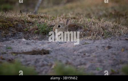 A wild rabbit sitting up alert in the hole of the warren in the evening sun at Plaitford Common on the edge of the New Forest Hampshire England. Stock Photo
