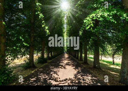 Sunny tree-lined path along the River Cam, Cambridge, England – tranquil summer view through college gardens Stock Photo