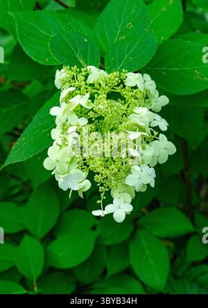 Hydrangea Paniculata Kyushu flowers in bloom Stock Photo