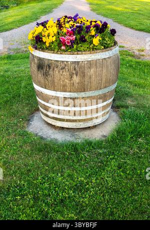 A large wooden barrel planter filled with vibrant flowers, including yellow pansies and purple blooms, situated on a grassy area with a pathway in the Stock Photo
