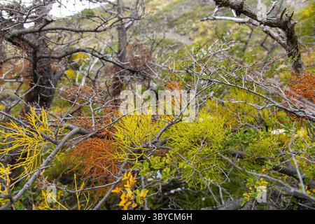Close up of yellow, red and green Phoradendron juniperinum or Juniper Mistletoe plants of the sandalwood family in woodlands of Paine Massif, Torres d Stock Photo