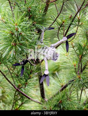 Drone stuck in a tree - a lost personal drone crash with the battery compartment open - crashed quadcopter - drone fail safety concept Stock Photo