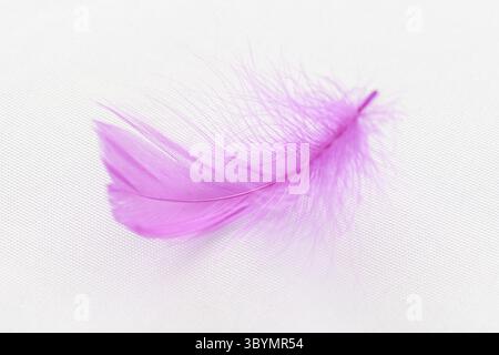 Closeup view of a fuchsia feather on a white fabric Stock Photo