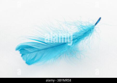 Closeup view of a blue feather on a white fabric Stock Photo