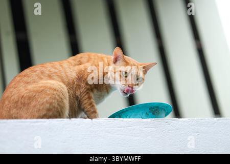 An orange cat is on the wall, sticking out its tongue. Cat sits and licks its lips. Stock Photo