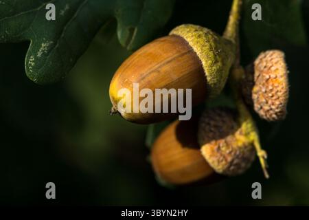 A close-up of ripe acorns with textured caps hanging from an oak tree branch with green leaves, copy space on blurred background Stock Photo