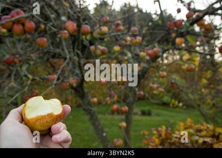 male hand holding bitten apple, fresh organic and sweet apple with copy space around Stock Photo