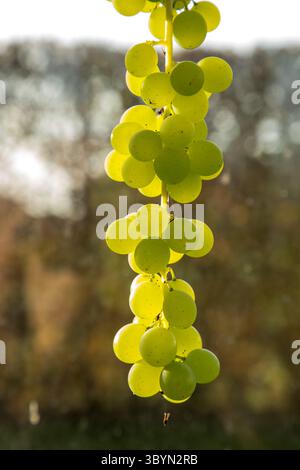 bunch of green grapes ready for eating, sweet grapes on vine Stock Photo