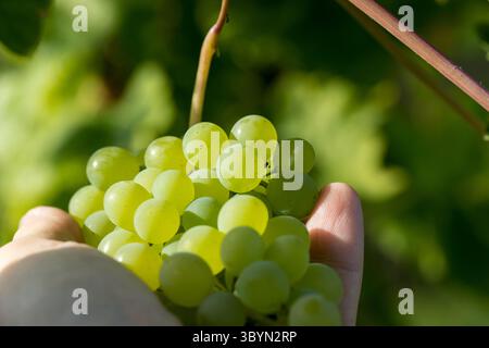 A hand gently holding a bunch of ripe green grapes on the vine in a lush vineyard Stock Photo