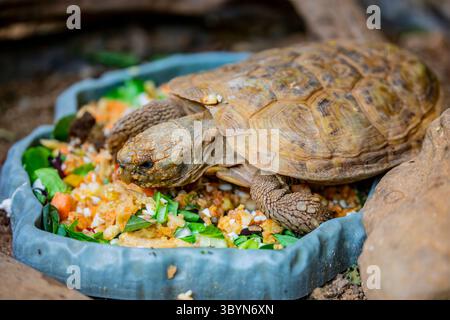 The African pancake tortoise (Malacochersus tornieri) is a unique tortoise species known for its flat, flexible shell, unlike the typical domed shell Stock Photo