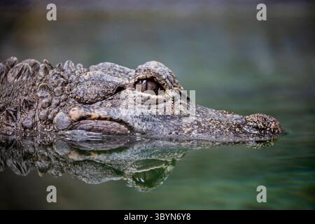 The closeup image of Chinese alligator (Alligator sinensis). A critically endangered crocodile endemic to China.  Dark gray or black in color Stock Photo