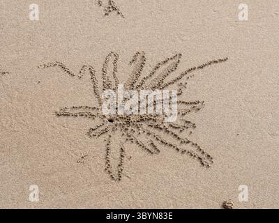 Patterns in sand caused by a sand bubbler crab, Dotilla sp.,. Sand bubbler, or Dotilla crabs feed by sifting through sand for organic material, then d Stock Photo