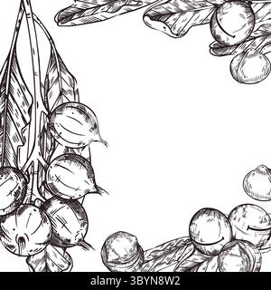Macadamia nuts vector frame, nuts on a branch, macadamia tree leaves, peeled nuts. All objects are hand-drawn with ink. Illustration for printing on Stock Vector