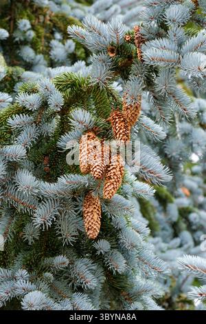 Picea pungens Hoopsii, Colorado spruce Hoopsii, silvery-blue needles, light brown cones, specimen blue spruce Stock Photo