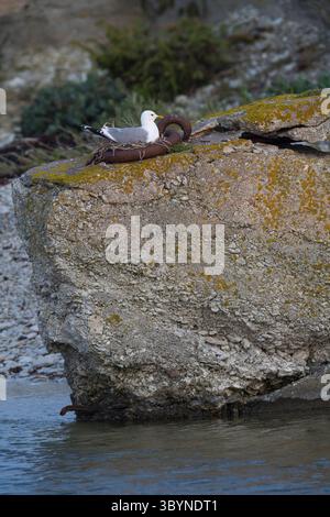Sturmmöwe, Nest, brütend, Sturm-Möwe, Möwe, Sturmmöve, Sturm-Möve, Möwen, Larus canus, mew gull, common gull, sea mew, gull, gulls, le Goéland cendré Stock Photo