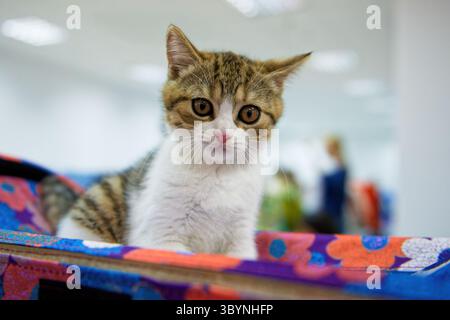 Scottish straight smooth-haired kitten of Tabby Harlequin color. Close-up. Stock Photo