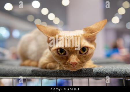 A Devon rex cat of red color. Close-up. Stock Photo