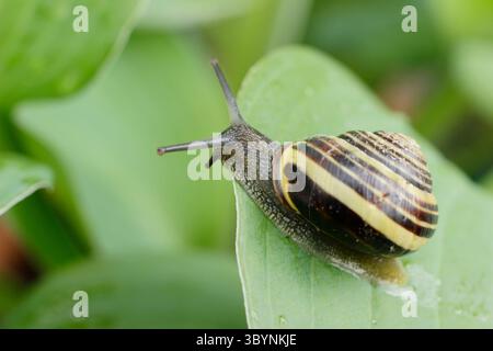 Cepaea nemoralis. Brown lipped garden snail on a hosta plant leaf. UK Stock Photo