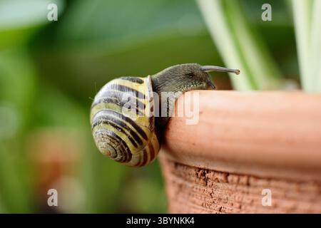 Cepaea nemoralis. Brown lipped garden snail on the edge of a plant pot containing a hosta plant. UK Stock Photo