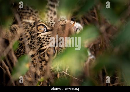 Leopard cub close-up Stock Photo