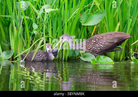Young Limpkin (Aramus guarauna) chick pegging a Chinese Mystery Snail (Cipangopaludina chinensis) captured by parent, Houston area, Texas, USA Stock Photo