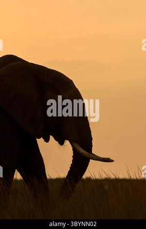 Elephant portrait in golden light Stock Photo