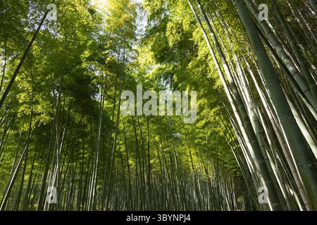 A bamboo grove pictured from below. The height of the trees is emphasized. Sun shines in bands through the trees creating different shades of green. A Stock Photo