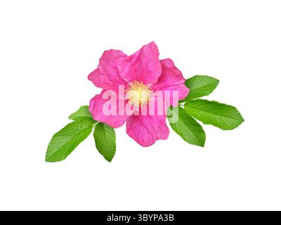 Bright pink flower of Rosa rugosa with green leaves isolated on white background. Known as beach rose or Japanese rose, used in landscaping, skincare, Stock Photo