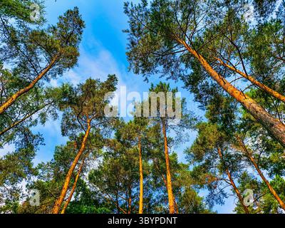 Towering Pine Trees Seen from Below Against a Bright Blue Sky - High-Resolution Nature Photography Ideal for Digital Backgrounds, Social Media, and Scenic Visuals Stock Photo