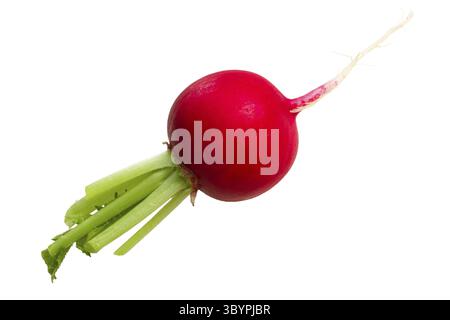 Fresh european Radish (Raphanus raphanistrum subsp. sativus). Clipping path Stock Photo