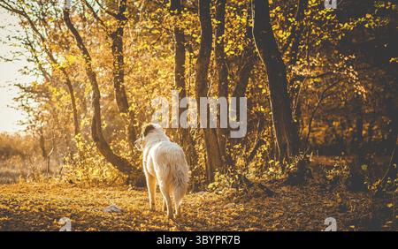 Autumn nature background white dog in forest Stock Photo