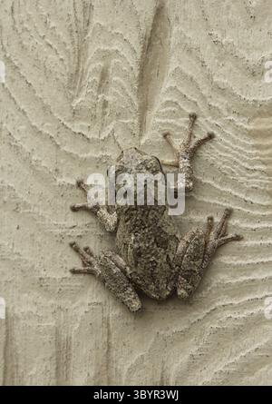 Gray Tree Frog Hyla chrysoscelis auf Aussengebaeude Wand Stock Photo