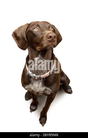 Portrait of a German Shorthaired Pointer in the studio with white background. Adorable dog sitting on the floor Stock Photo