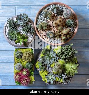 Beautiful terrariums side by side on the blue background Stock Photo