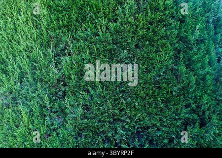 Green branches of a thuja tree view from a height. Stock Photo