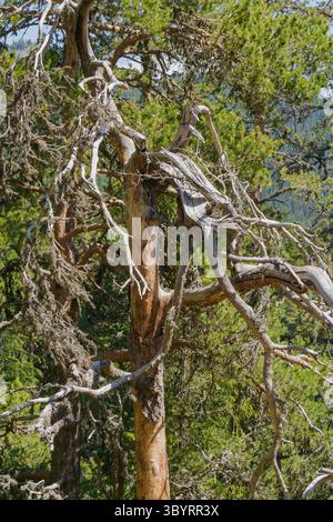A gnarled tree stands prominently in a vibrant forest, its twisted branches reaching outward against a backdrop of dense greenery under clear blue ski Stock Photo