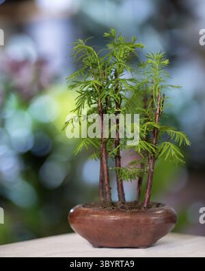 Bamboo Bonsai Tree with bokeh background Stock Photo
