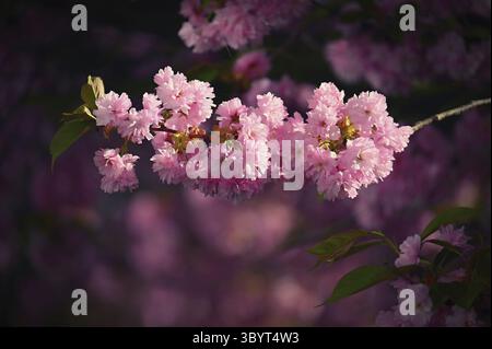 Spring flowers. Beautifully blossoming tree branch. Cherry - Sakura and sun with a natural colored background Stock Photo