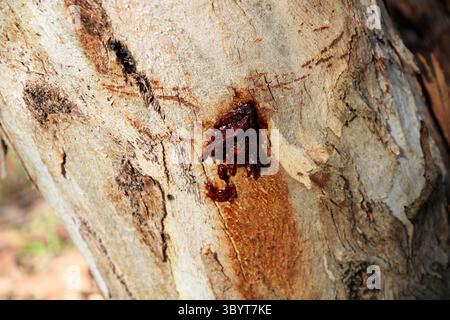 Red resin sap exuding from South Australian Blue Gum tree Stock Photo