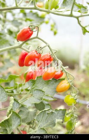 Cherry tomatoes in a greenhouse, selective focus. Stock Photo