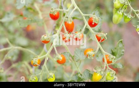 Cherry tomatoes in a greenhouse, selective focus. Stock Photo