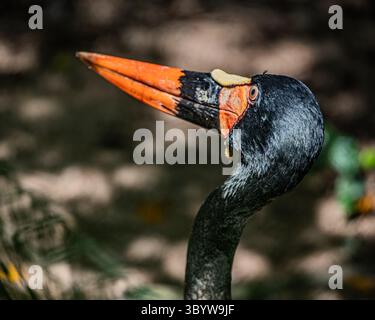 A Saddle Billed Stork beak shot Stock Photo