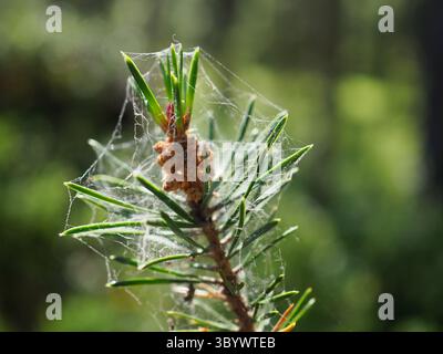 Tiny Spider Web on a Pine Tree Needle Cluster with Dew Drops Sunlight Stock Photo