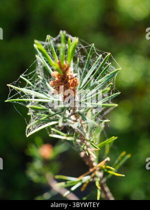 Tiny Spider Web on a Pine Tree Needle Cluster with Dew Drops Sunlight Stock Photo