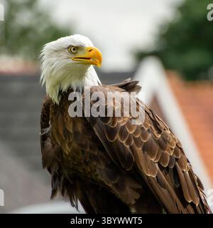 American bald eagle Stock Photo