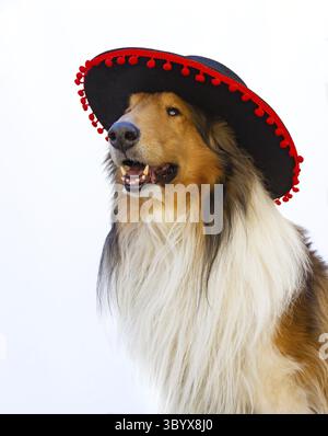 Portrait of a rough collie with flamingo hat isolated on white background Stock Photo