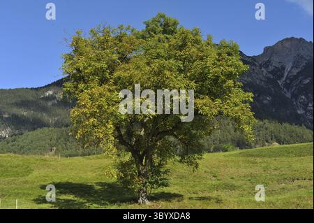 Walnut tree in the Alps Stock Photo