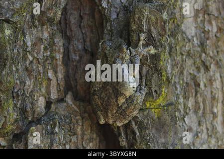 Gray Tree Frog Hyla chrysoscelis on pine tree in Eastern Texas Stock Photo