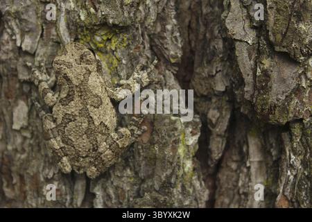 Gray Tree Frog Hyla chrysoscelis auf Pinienbaum in Eastern Texas Stock Photo